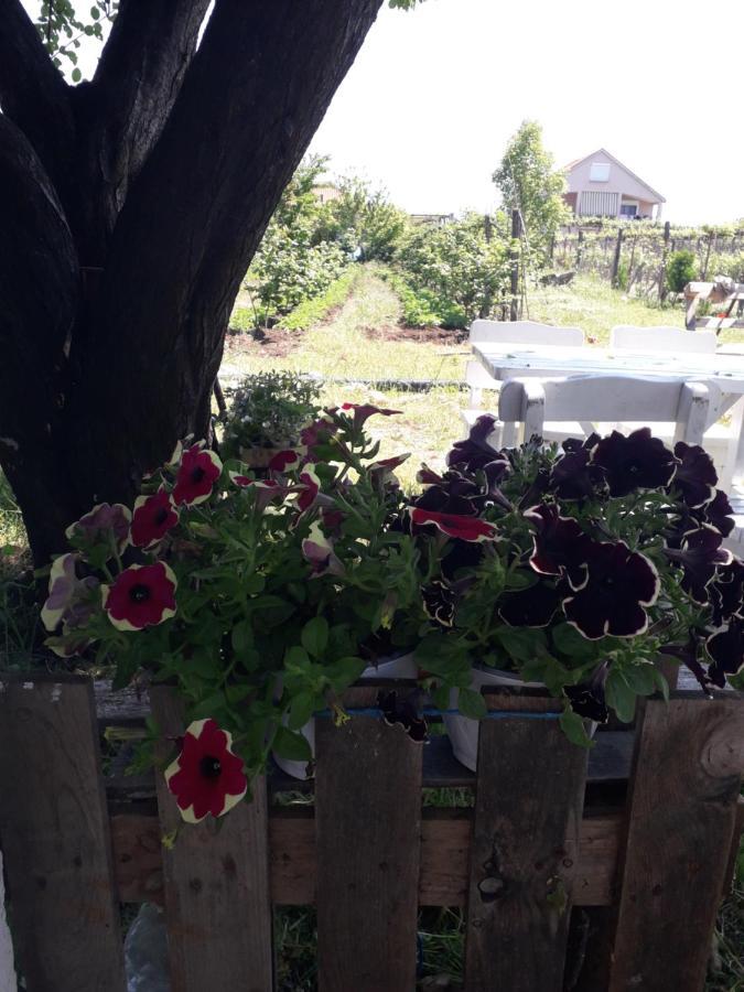 Anza Camping Shkodër Dış mekan fotoğraf